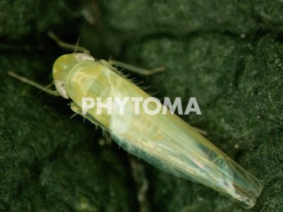 Phomopsis actinidiae